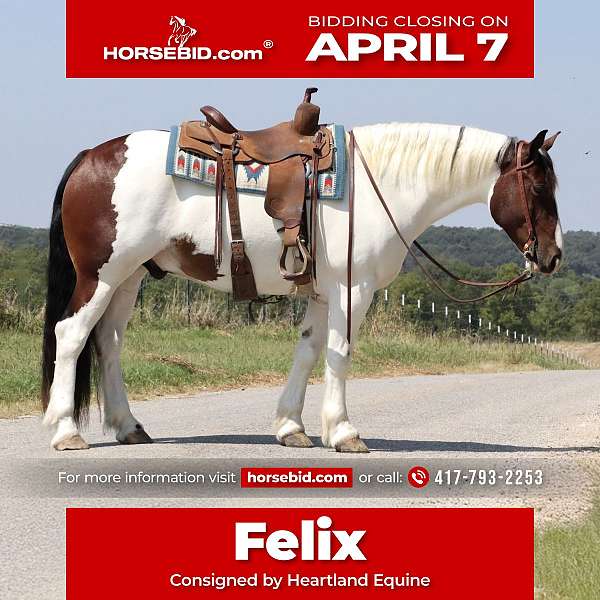 all-around-gypsy-vanner-horse