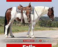 all-around-gypsy-vanner-horse