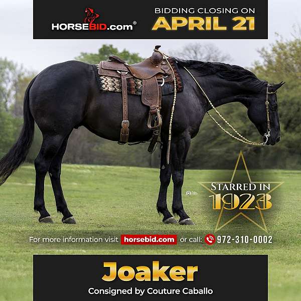 all-around-quarter-horse