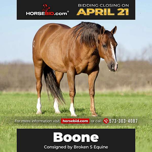 all-around-quarter-horse