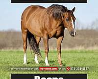 all-around-quarter-horse