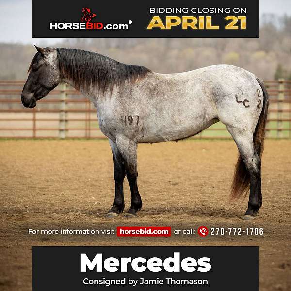 all-around-quarter-horse