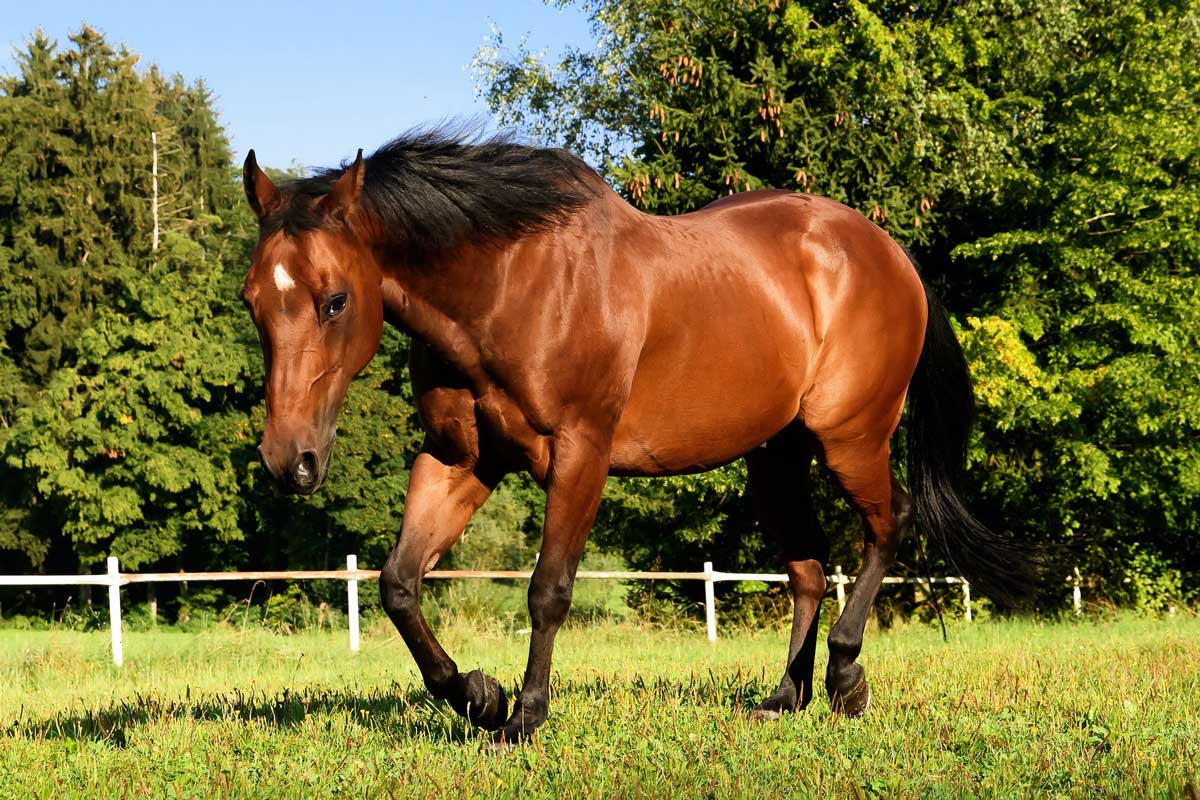 About the American Quarter Horse Quarter Horses