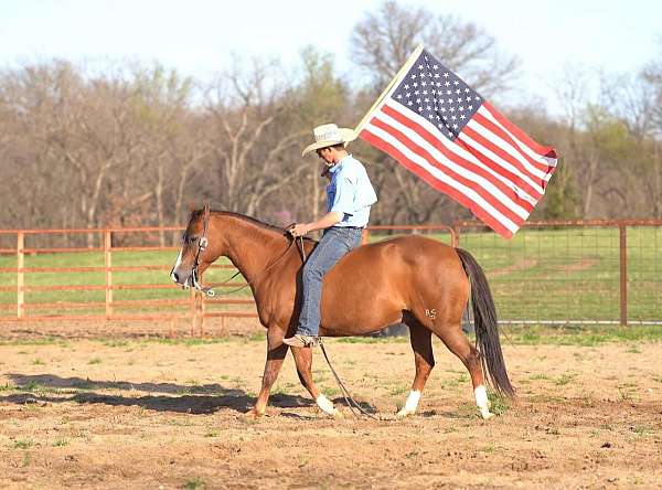 athletic-quarter-horse