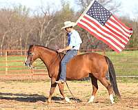 athletic-quarter-horse