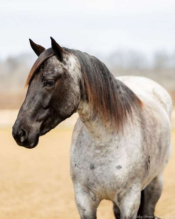 athletic-quarter-horse
