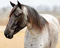 athletic-quarter-horse