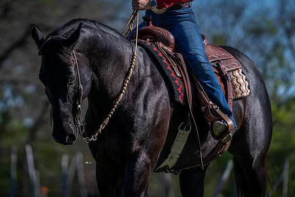 athletic-quarter-horse