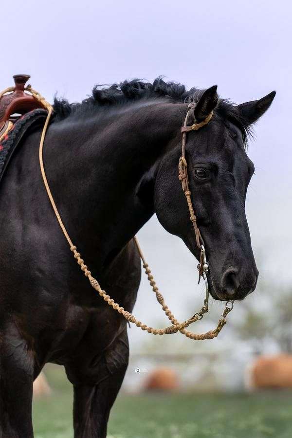 barrel-racing-quarter-horse