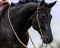 barrel-racing-quarter-horse