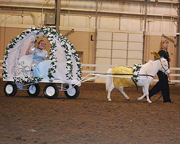 breeding-miniature-horse