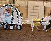 breeding-miniature-horse