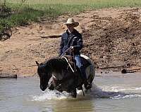 calf-roping-quarter-horse
