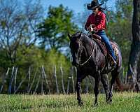 calf-roping-quarter-horse