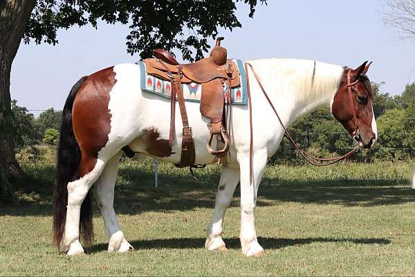 cross-gypsy-vanner-horse