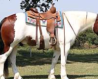 cross-gypsy-vanner-horse