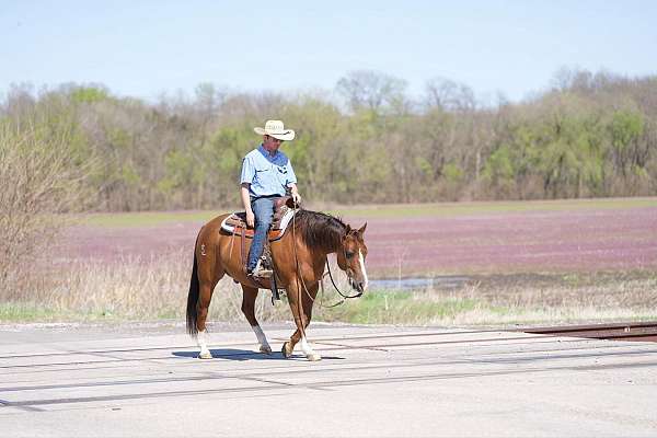 cutting-quarter-horse