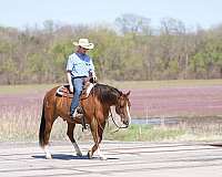 cutting-quarter-horse