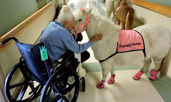 dappled-miniature-horse