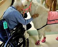 dappled-miniature-horse