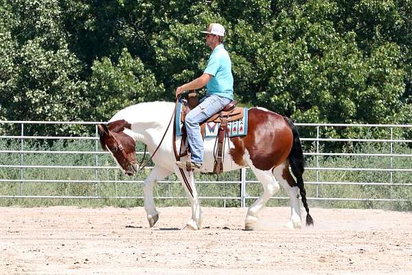 driving-gypsy-vanner-horse