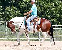 driving-gypsy-vanner-horse