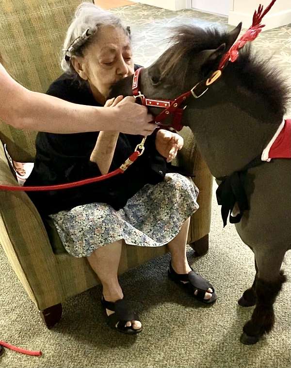 driving-miniature-horse