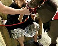 driving-miniature-horse