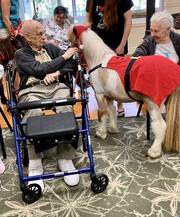 experienced-miniature-horse