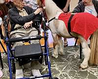 experienced-miniature-horse
