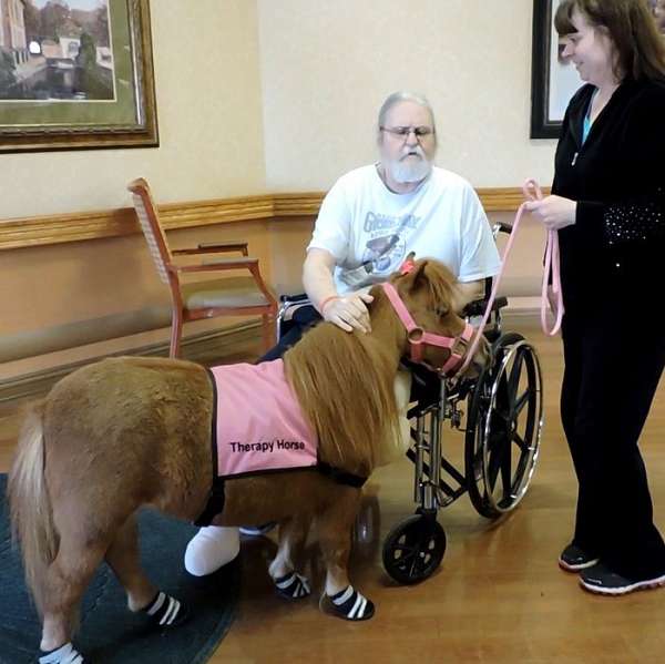 finished-miniature-horse