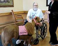 finished-miniature-horse