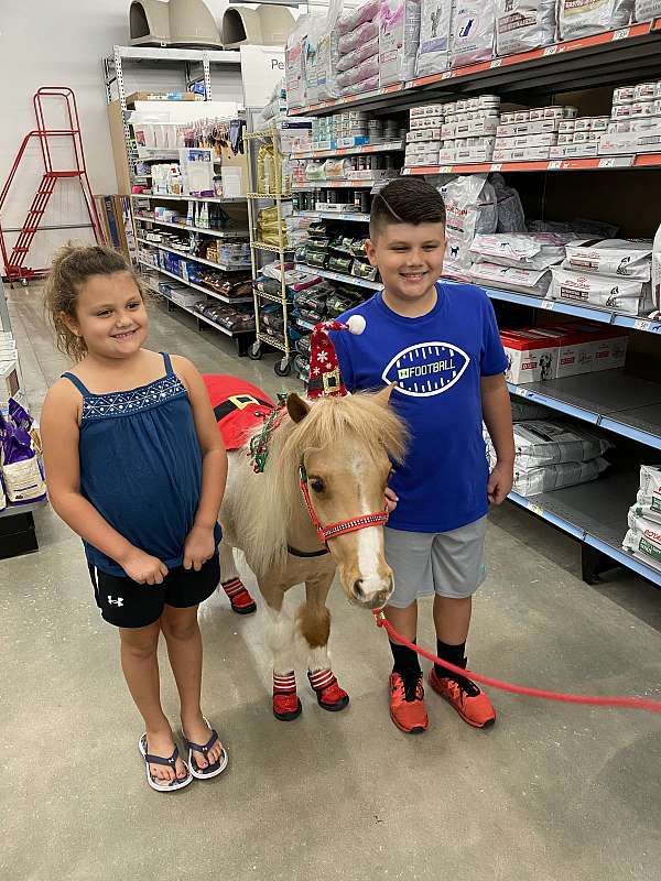 flashy-miniature-horse