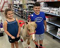 flashy-miniature-horse