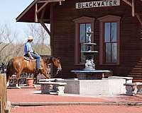 flashy-quarter-horse