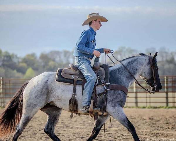 flashy-quarter-horse