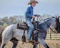 flashy-quarter-horse