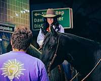 flashy-quarter-horse
