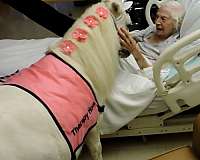 flaxen-mane-miniature-horse