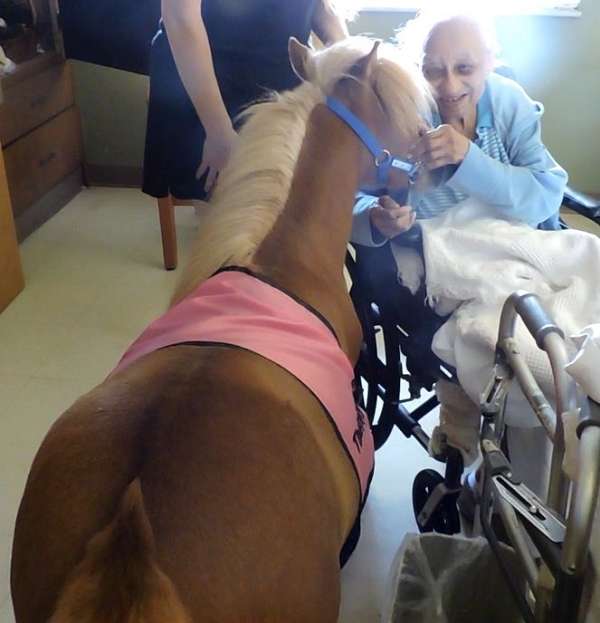 halter-miniature-horse