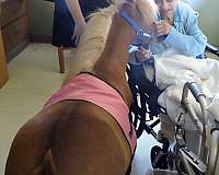 halter-miniature-horse
