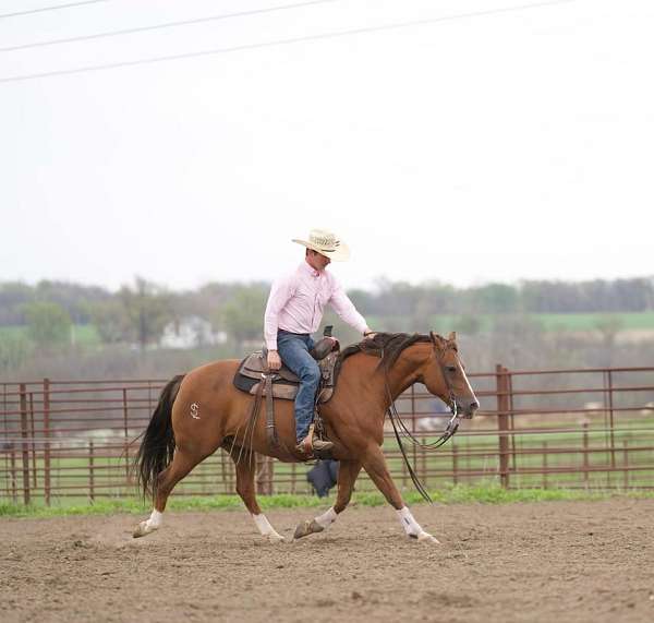 heel-quarter-horse