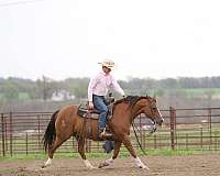 heel-quarter-horse
