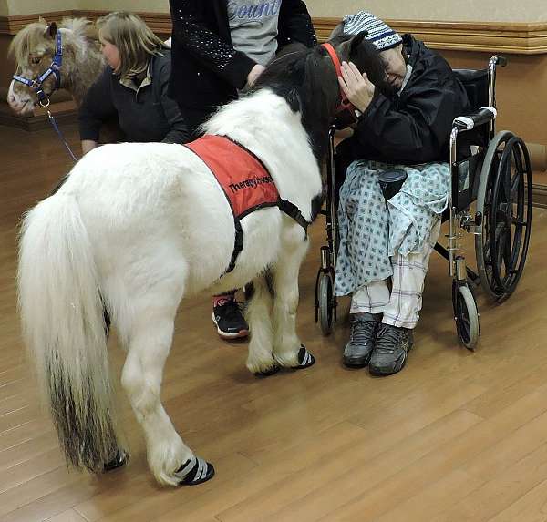 husband-safe-miniature-horse