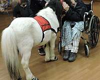 husband-safe-miniature-horse