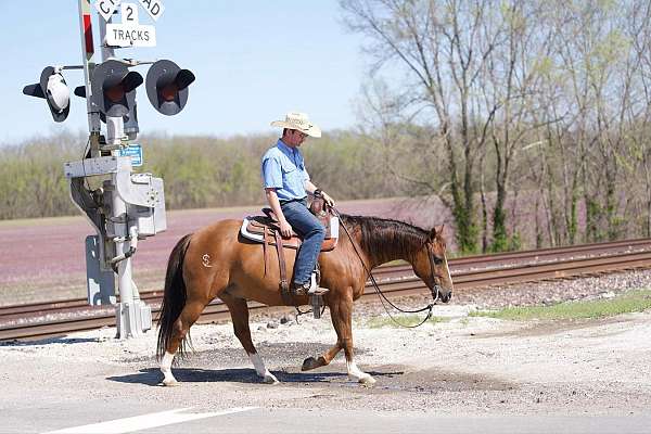 husband-safe-quarter-horse
