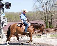 husband-safe-quarter-horse