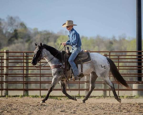 husband-safe-quarter-horse
