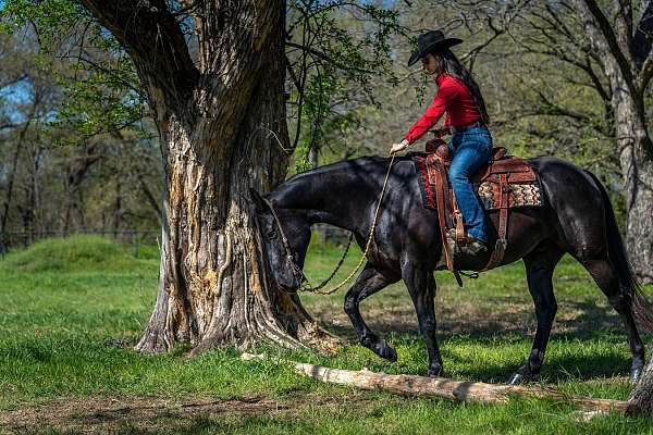 husband-safe-quarter-horse
