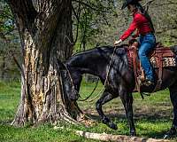 husband-safe-quarter-horse
